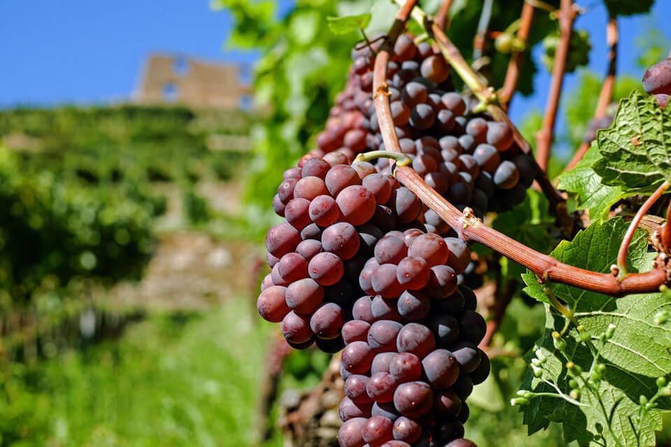 Discover Tuscan Vineyards on Tuscany Hills with our Day Tours