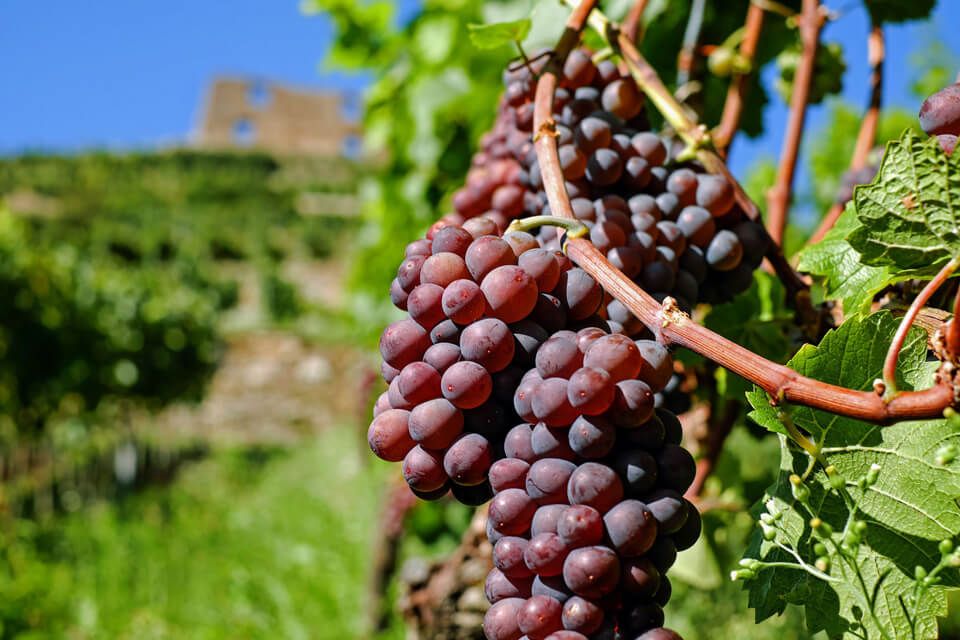 grape wine tours tuscany