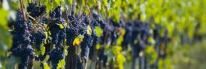 Wine Tour in Italy, Tuscany