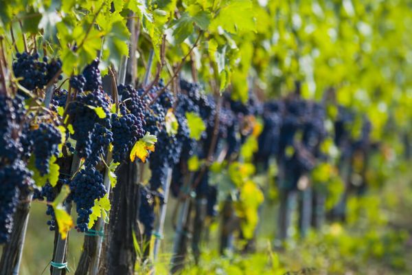 Best Wine Tasting Tour in Tuscany